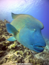 Very friendly Napoleon wrasse:))))
Grand Rotana house re... by Adolfo Maciocco 